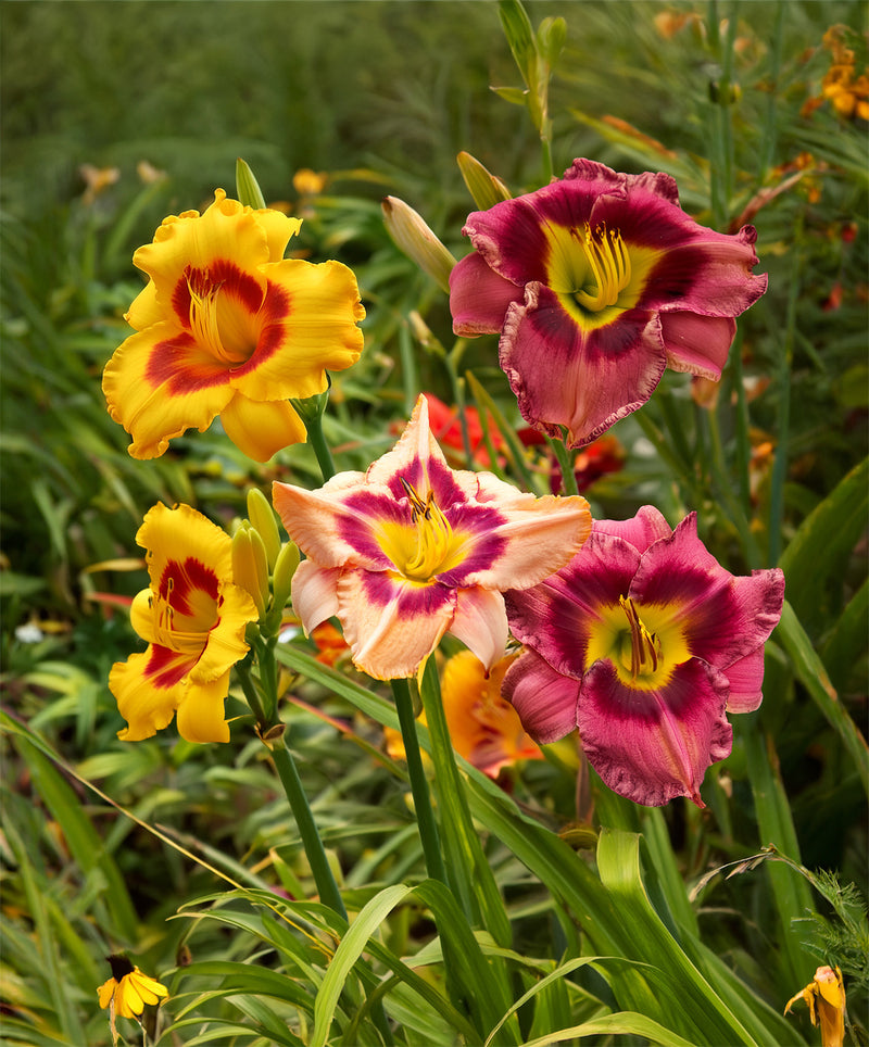 Mixed Eyezone Daylilies - 9 root divisions