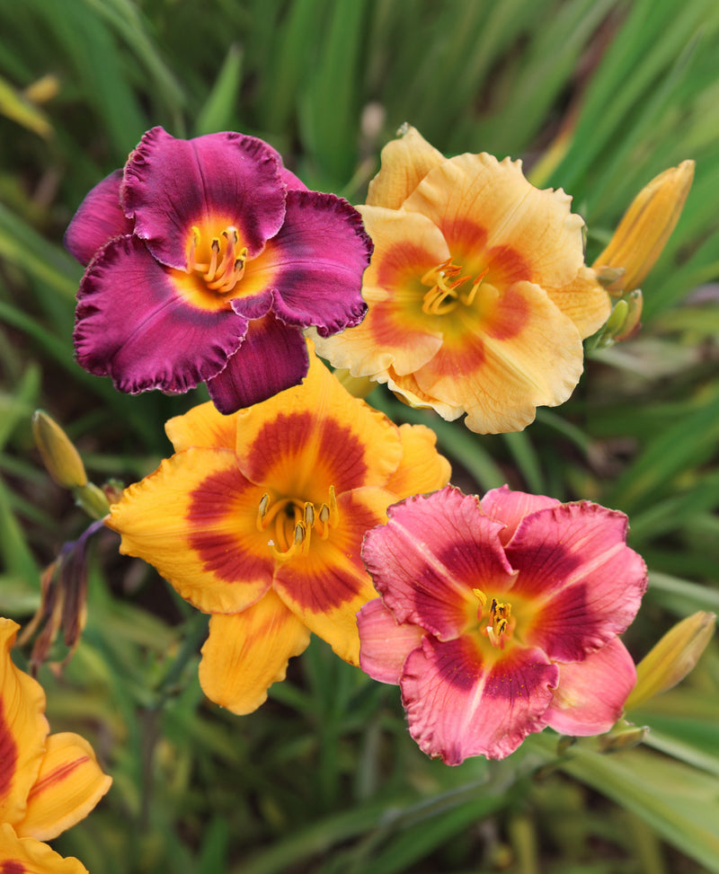 Mixed Eyezone Daylilies - 9 root divisions