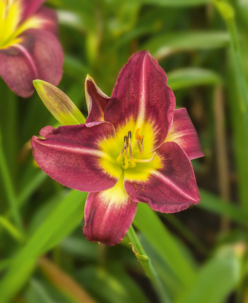 Night Beacon Eyezone Daylily - 3 Root Divisions