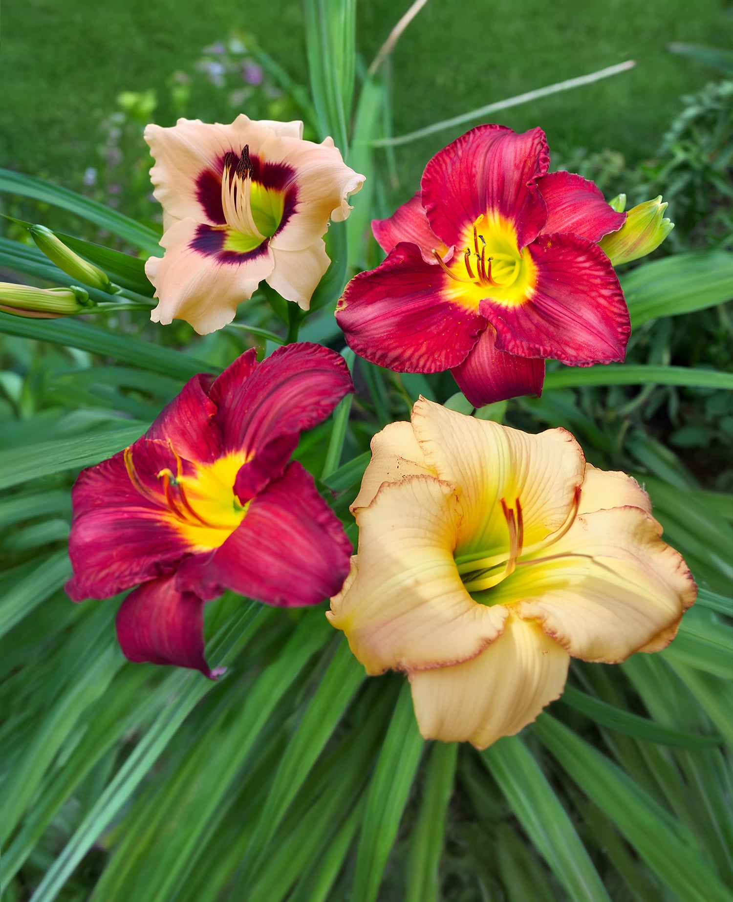 Mixed Novelty Daylilies - 9 root divisions