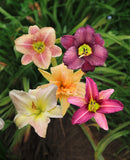 Mixed Novelty Daylilies - 9 root divisions