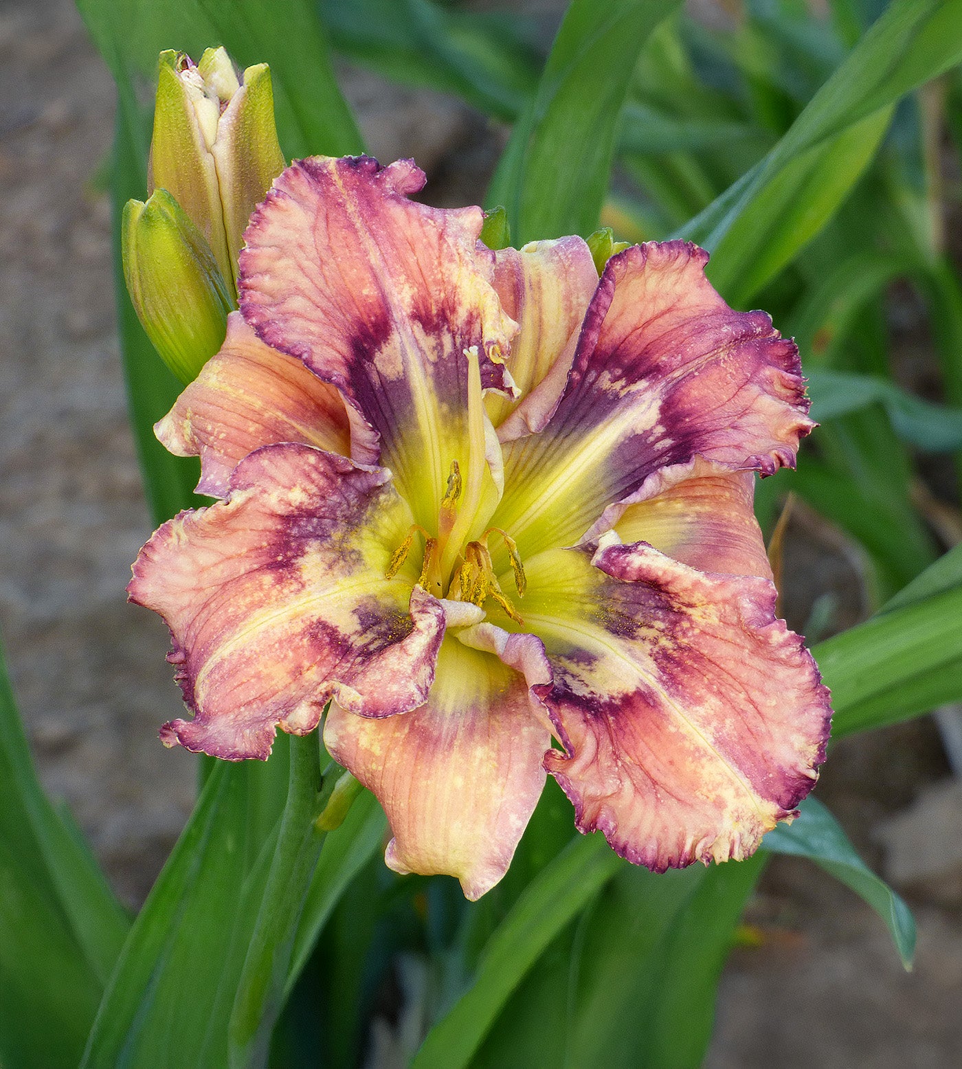 Outer Space Reblooming Daylily - 1 Single Fan Division