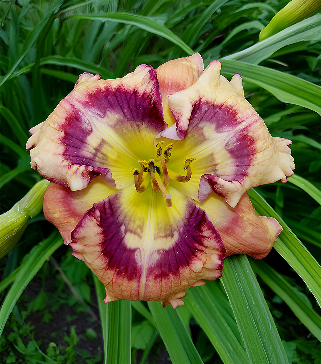 Outer Space Reblooming Daylily - 1 Single Fan Division
