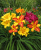 Mixed Reblooming Daylilies - 9 root divisions