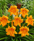 Rocket City Standard Daylily - 3 root divisions