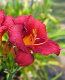 Ruby Stella Rebloomer Daylily - 3 root divisions