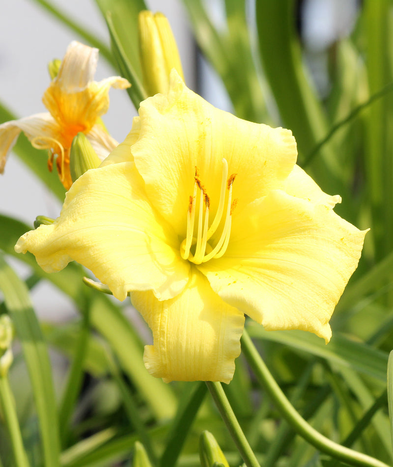 Stella Supreme Rebloomer Daylily - 3 root divisions