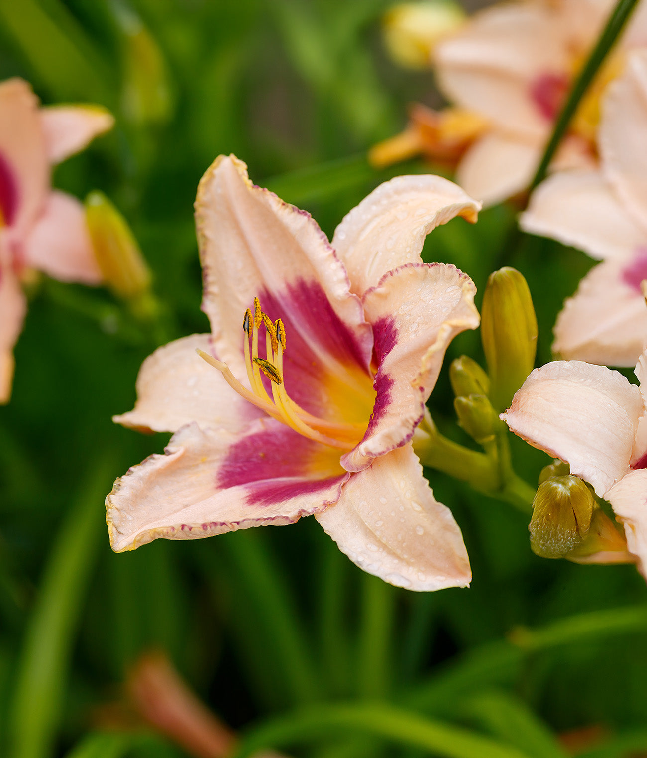 Strawberry Candy Daylilies - 3 root divisions