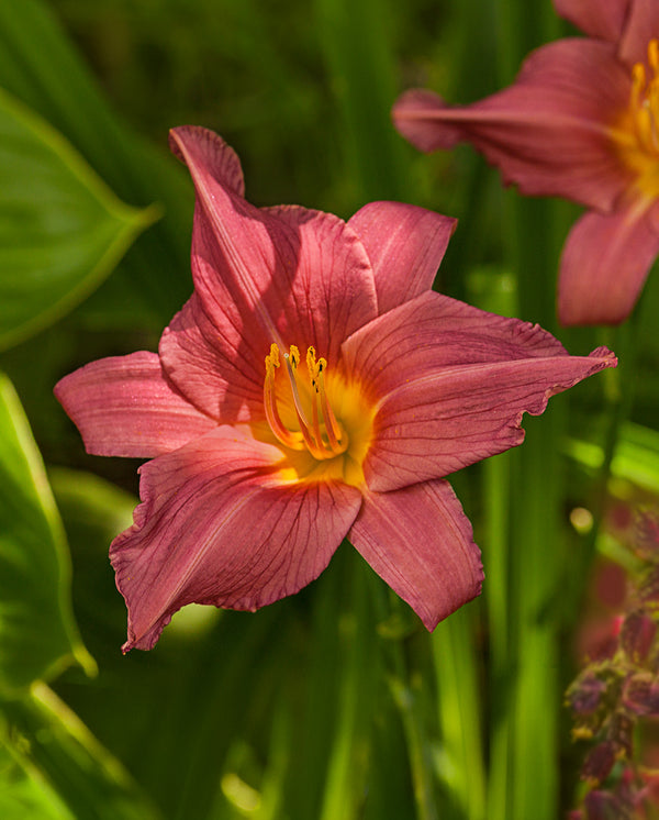 Summer Wine Standard Daylily - 3 root divisions