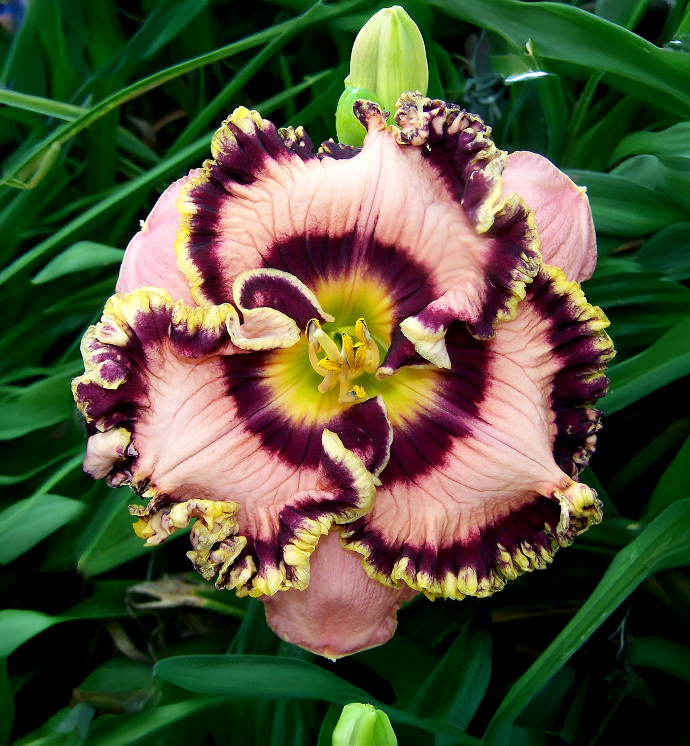 Vegas Jackpot Reblooming Daylily - 1 Single Fan Division