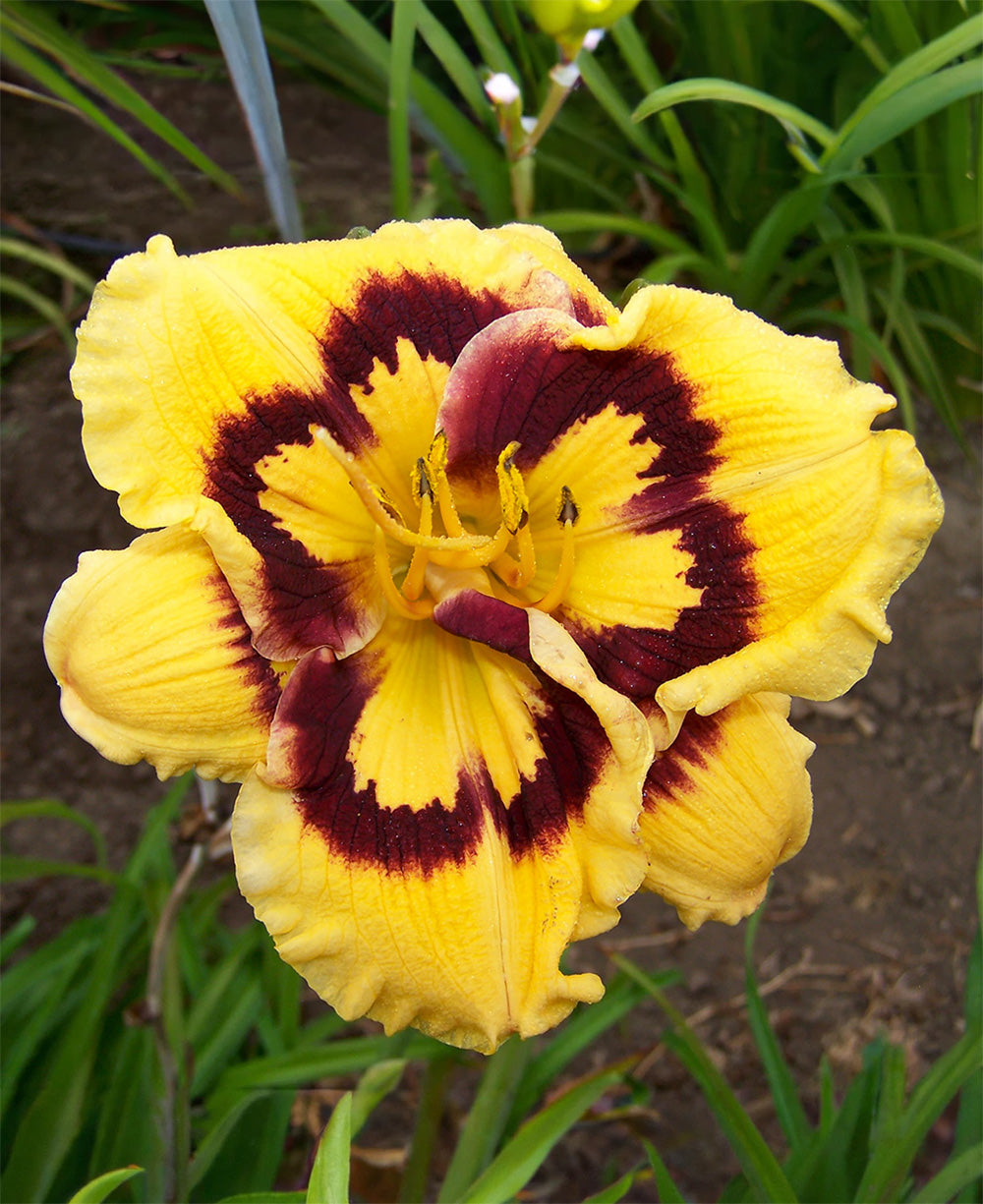 Deep Impact Rebloomer Daylily - 1 Single Fan Division