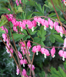 Bleeding Heart Dicentra spectabilis - 1 bare root division