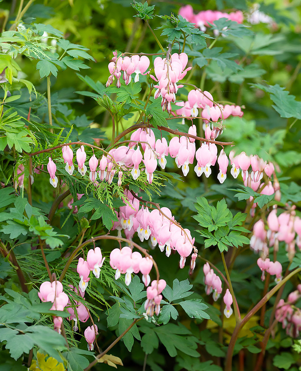 Dicentra Spectabilis - Cupid - 3 root divisions