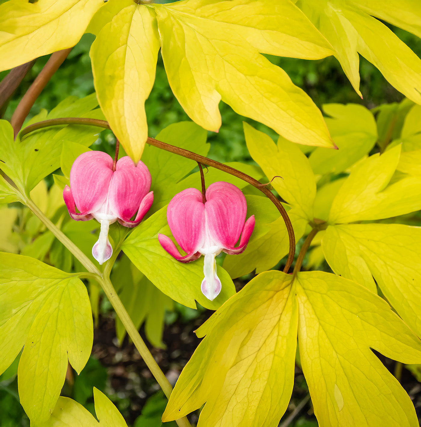 Dicentra Spectabilis - Yellow Leaf - 3 root divisions