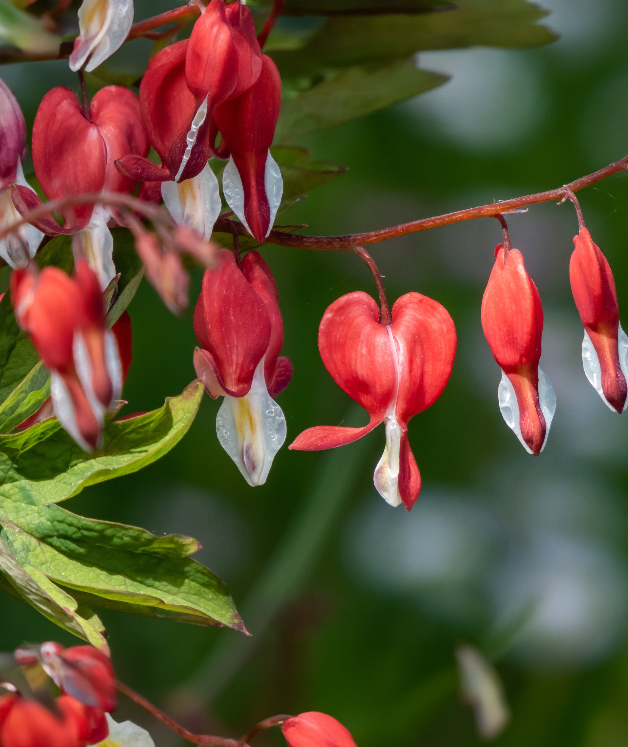 Dicentra Spectabilis - Valentine - 3 root divisions