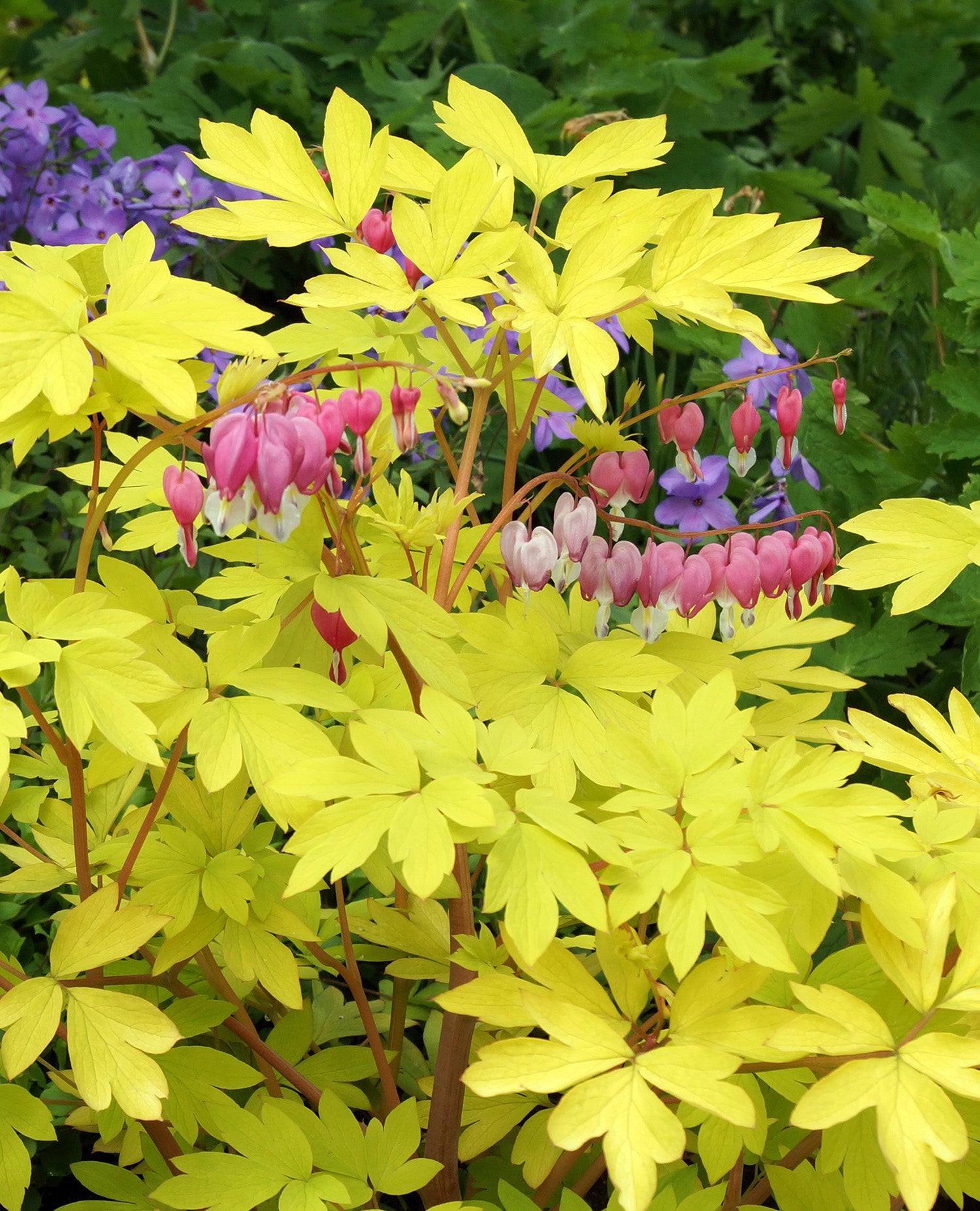 Dicentra Spectabilis - Yellow Leaf - 3 root divisions