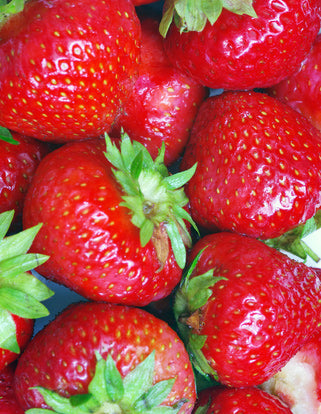 Ã‰clairâ„¢ Junebearer Strawberry - 10 root divisions