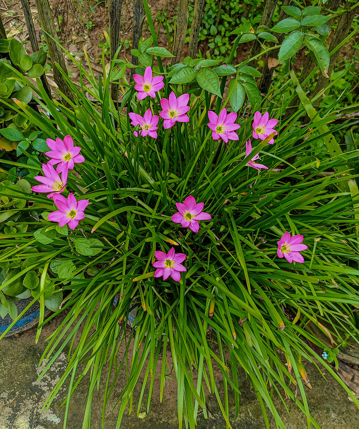 Fairy Lilies - 25 bulbs