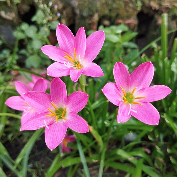 fairy lily flower Fairy Lilies