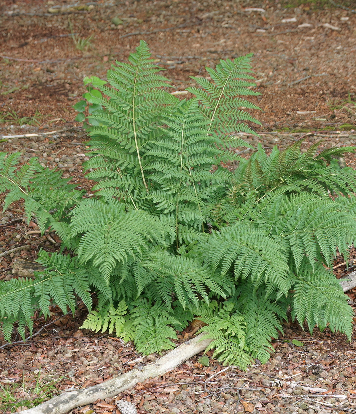 Lady Fern - 3 root divisions