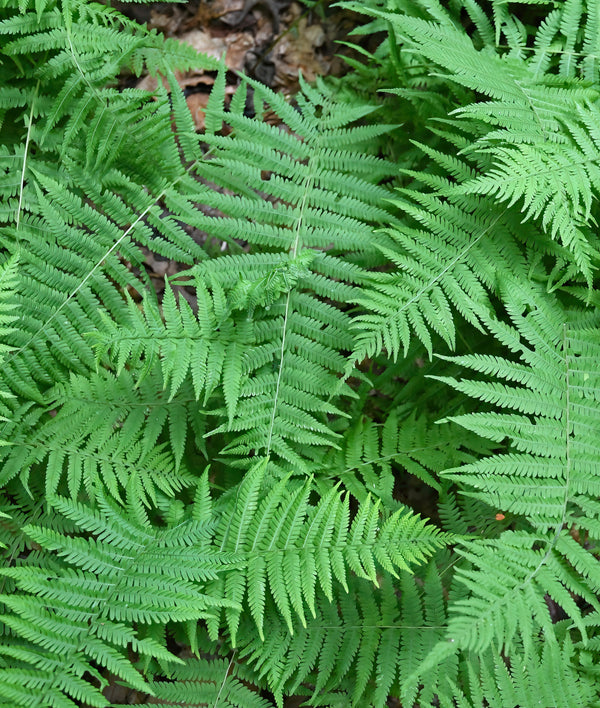 New York Fern - 3 root divisions