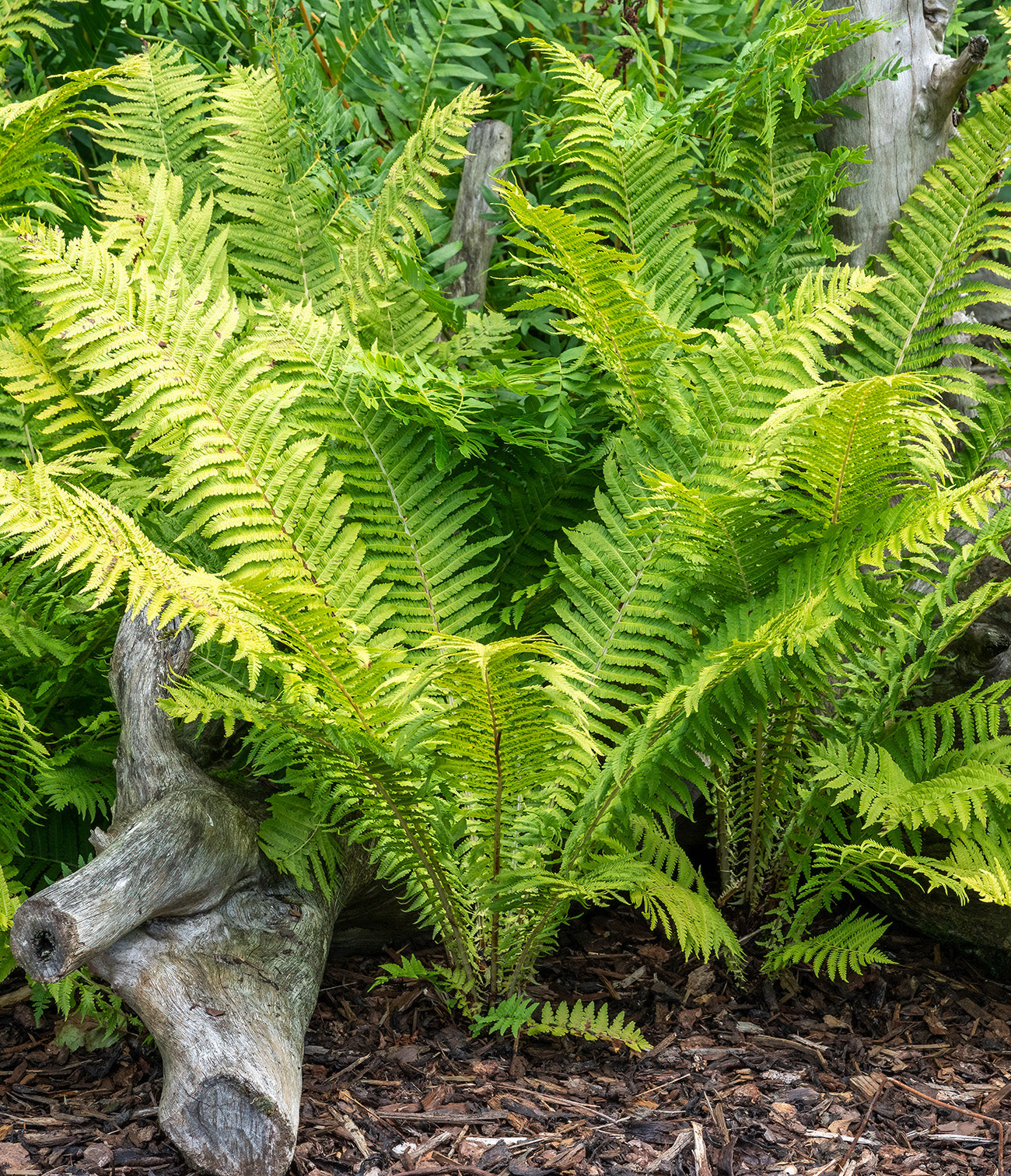 Ostrich Fern - 3 root divisions
