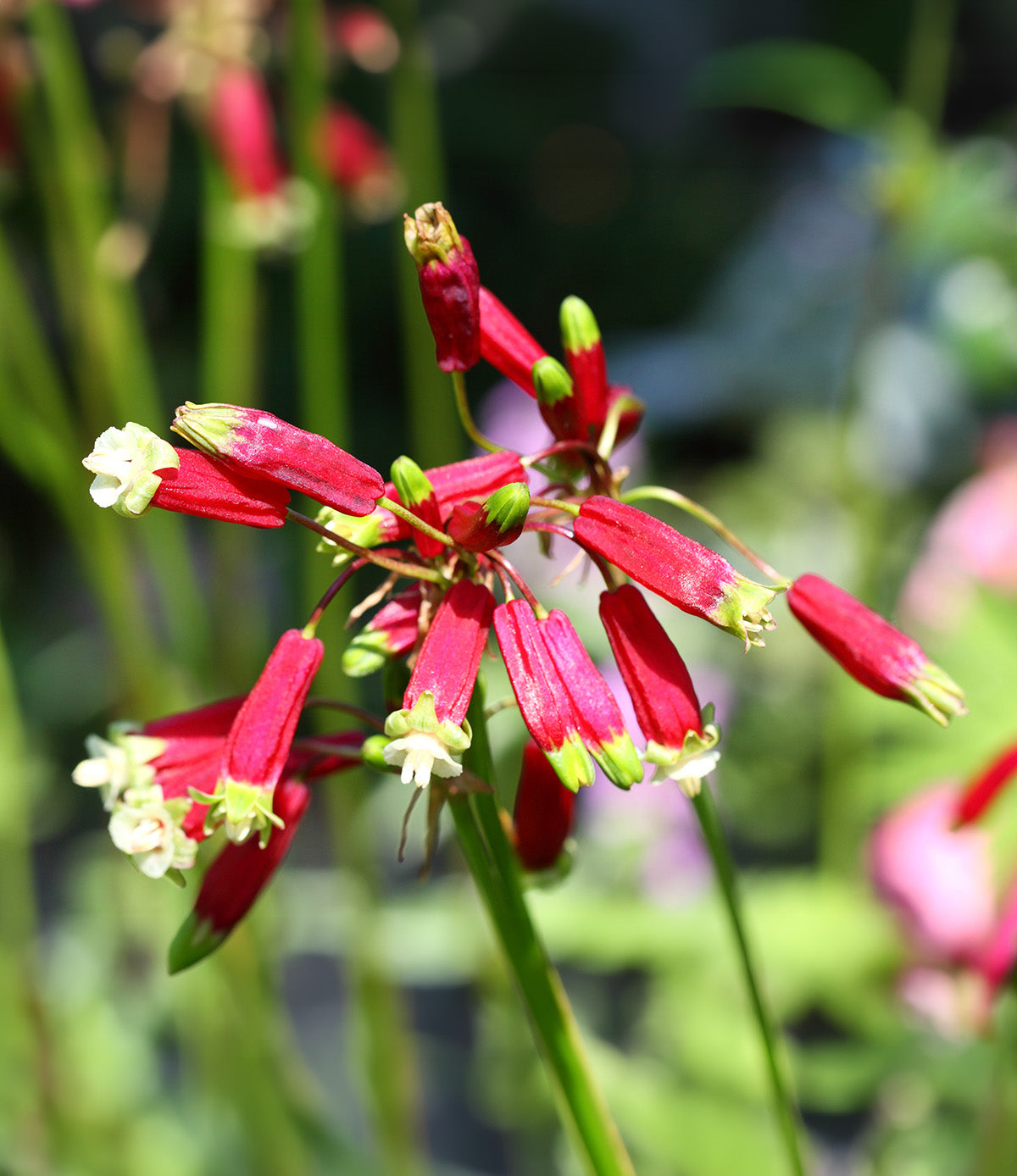 Mixed Firecrackers - 25 bulbs
