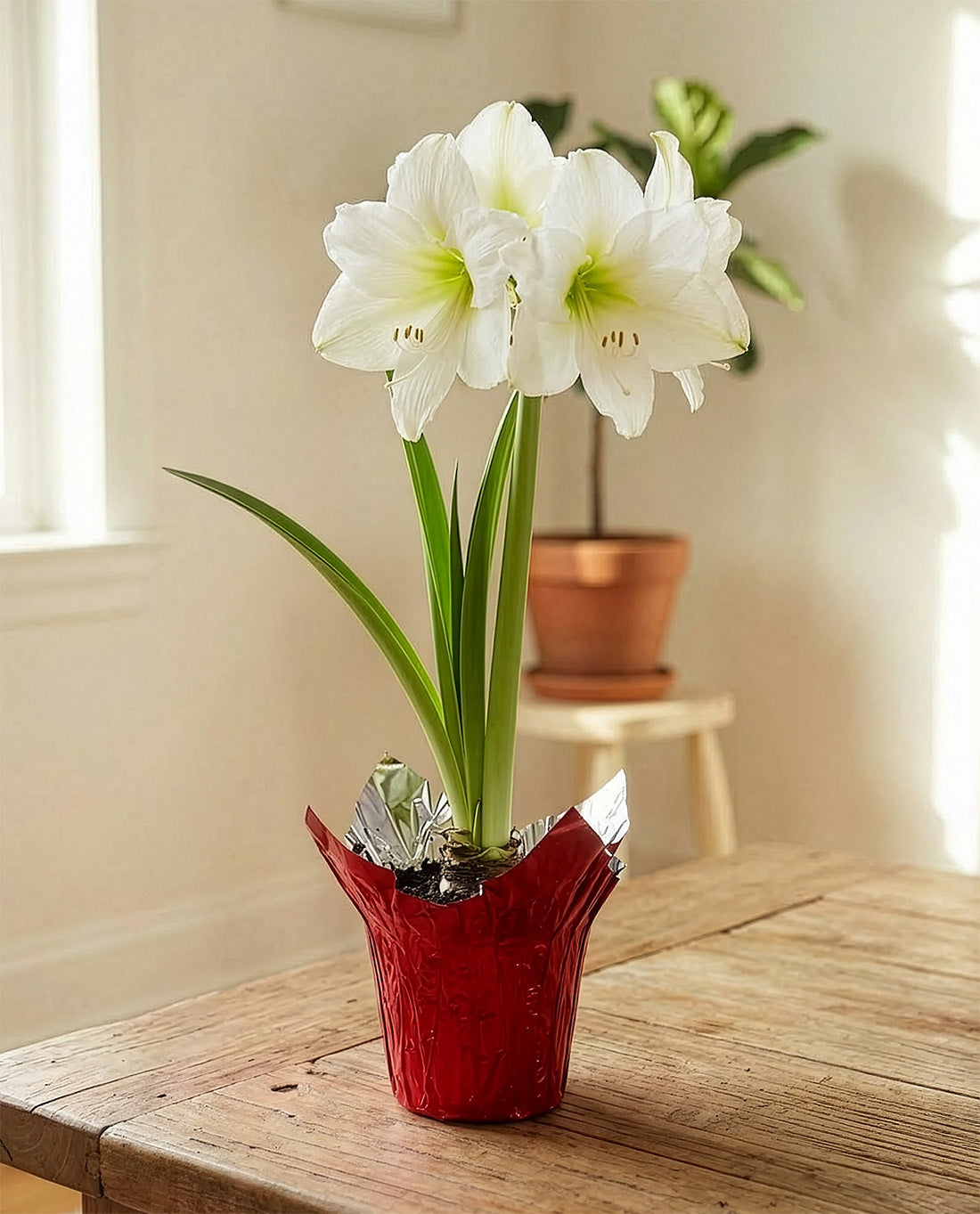 White Amaryllis in Red Foil