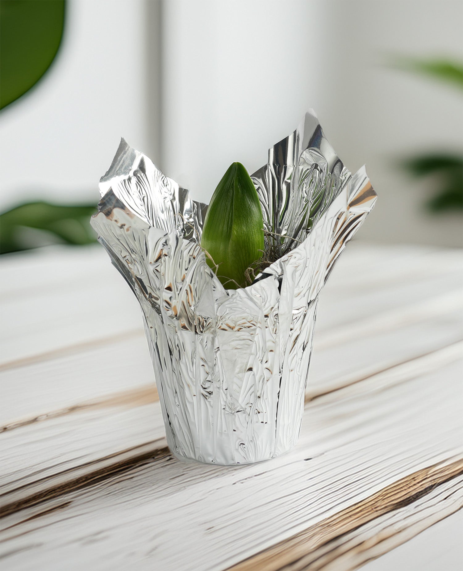 White Amaryllis in Silver Foil