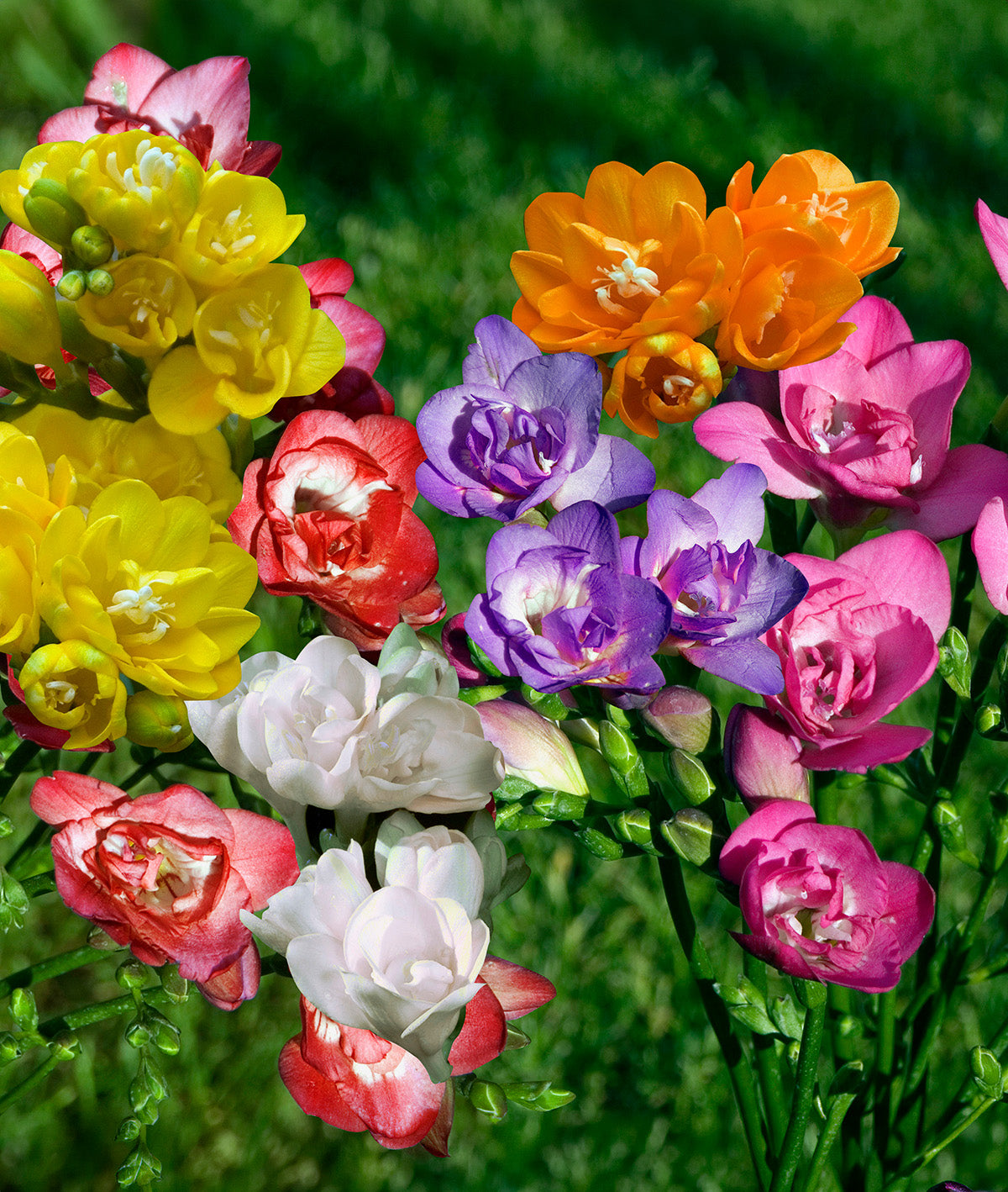 Mixed Double Freesia - 25 bulbs