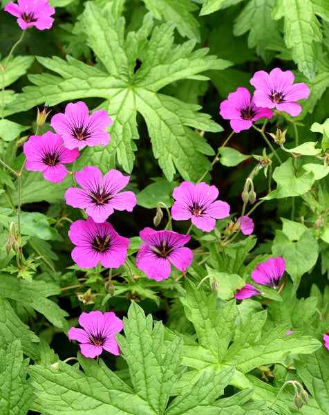 geranium patricia seeds Patricia Geranium