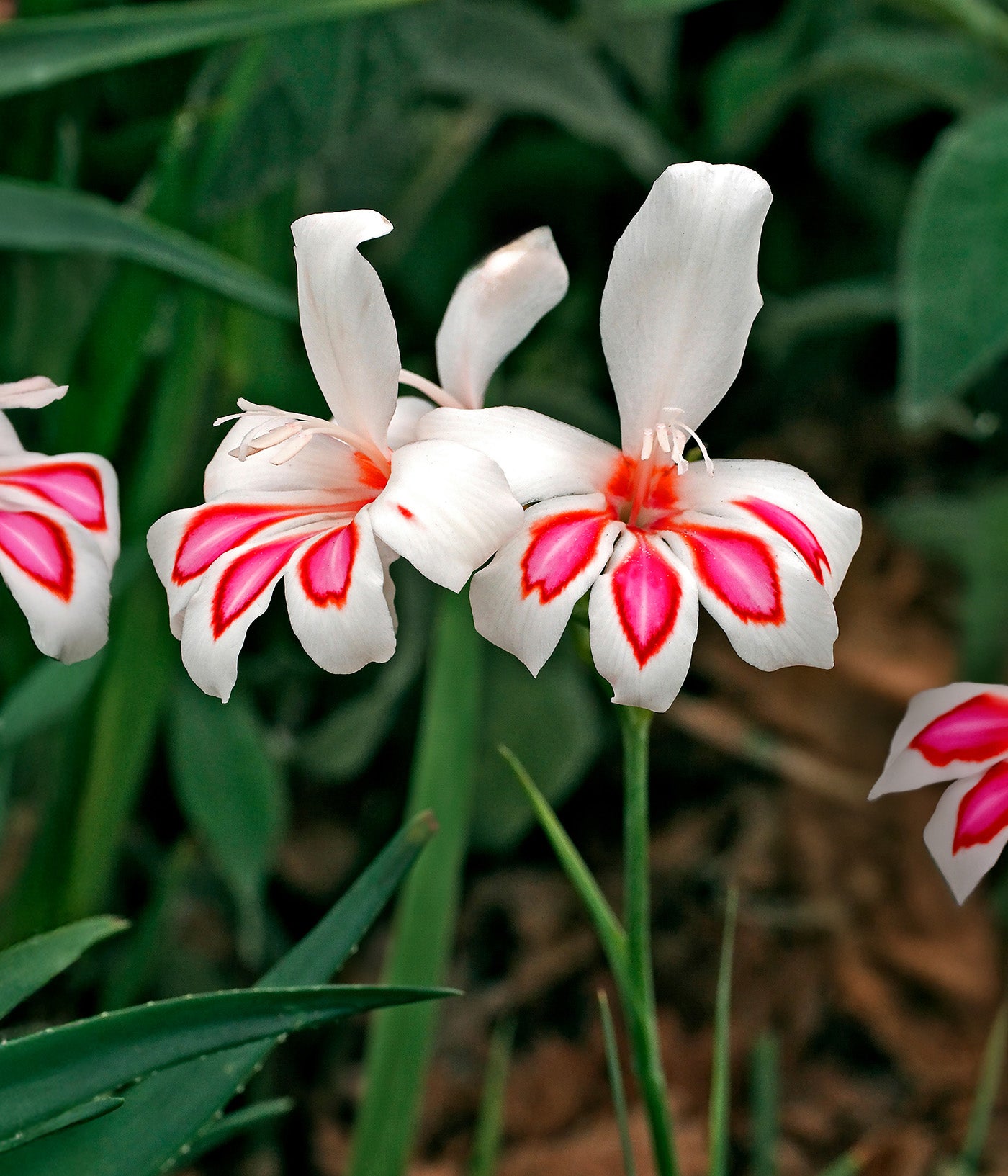 Prins Claus Hardy Gladiolus - 5 bulbs