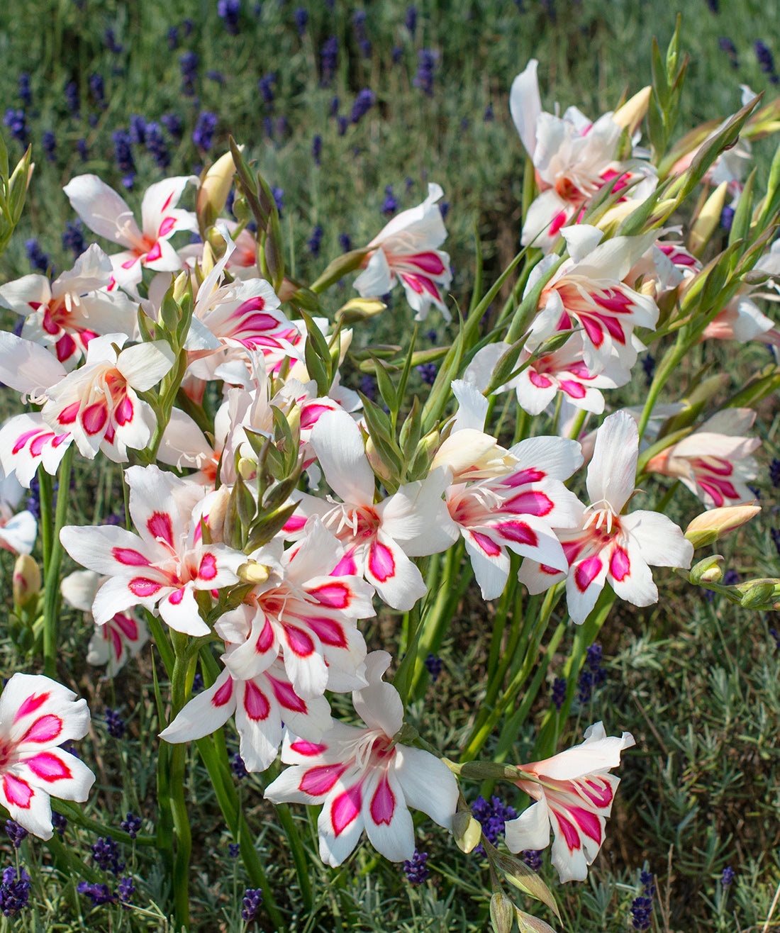 Prins Claus Hardy Gladiolus - 5 bulbs