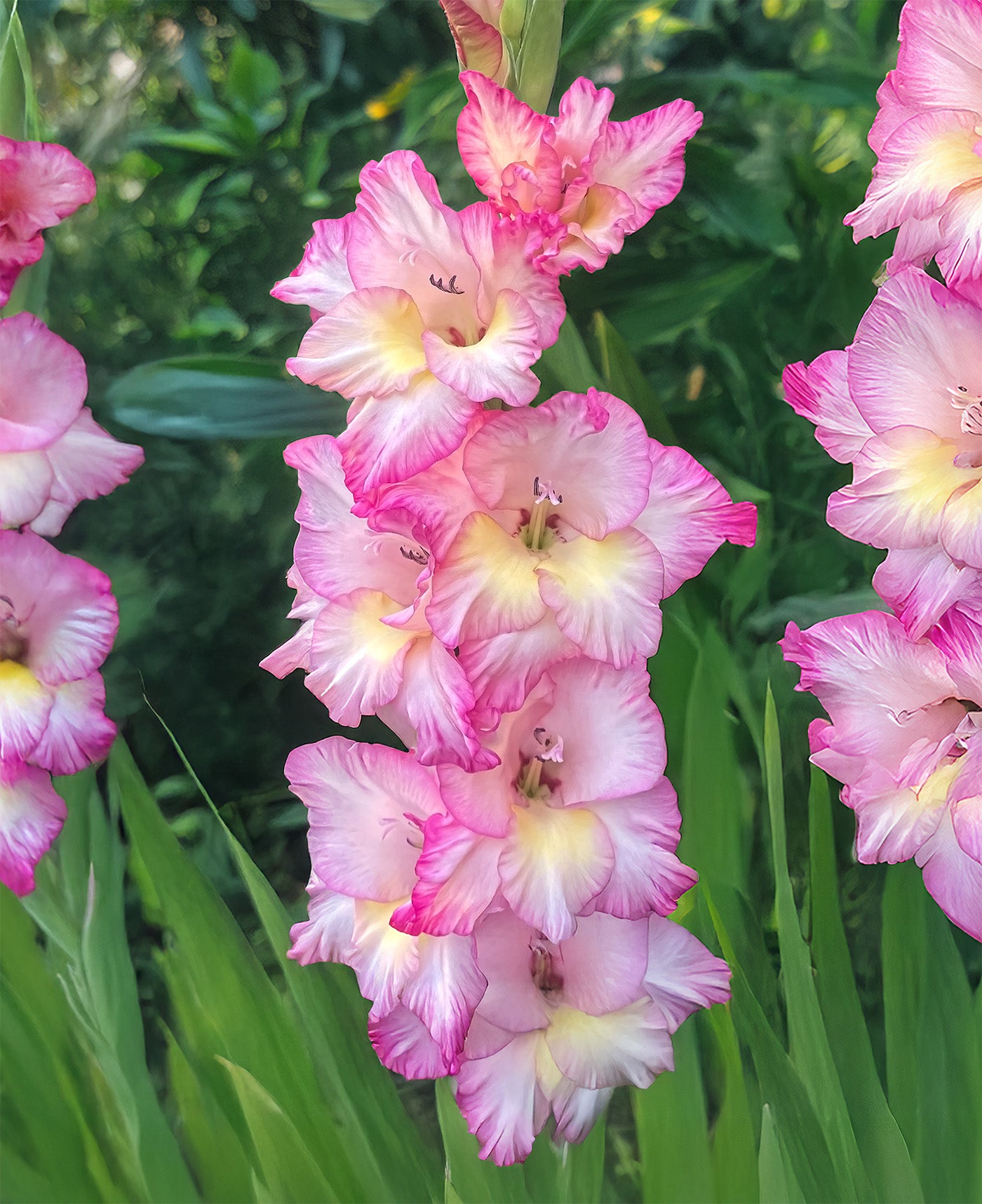Priscilla Gladiolus - 5 bulbs