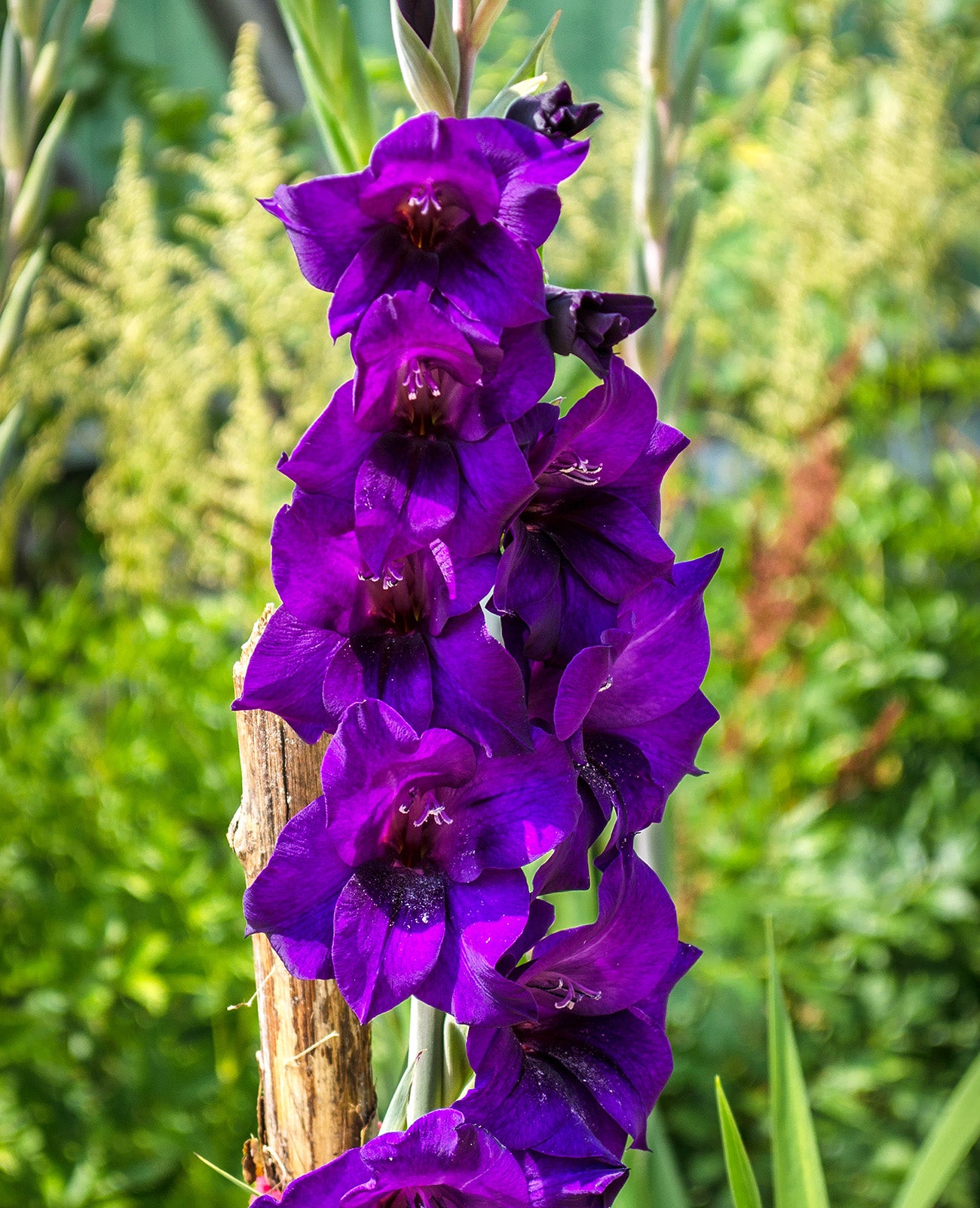 Purple Flora Gladiolus - 5 bulbs