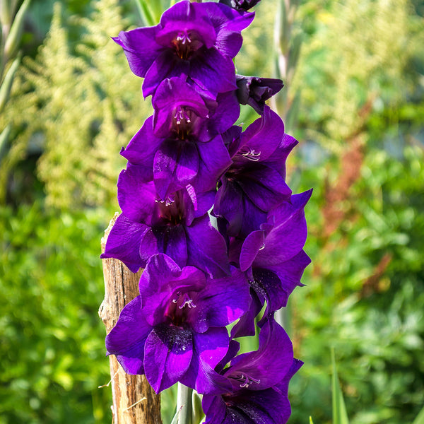 gladiolus plant Purple Flora Gladiolus