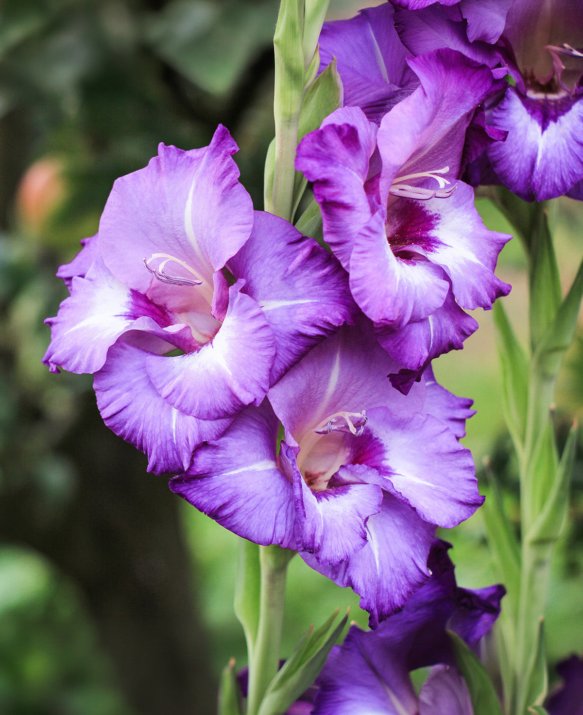Vista Gladiolus - 5 bulbs