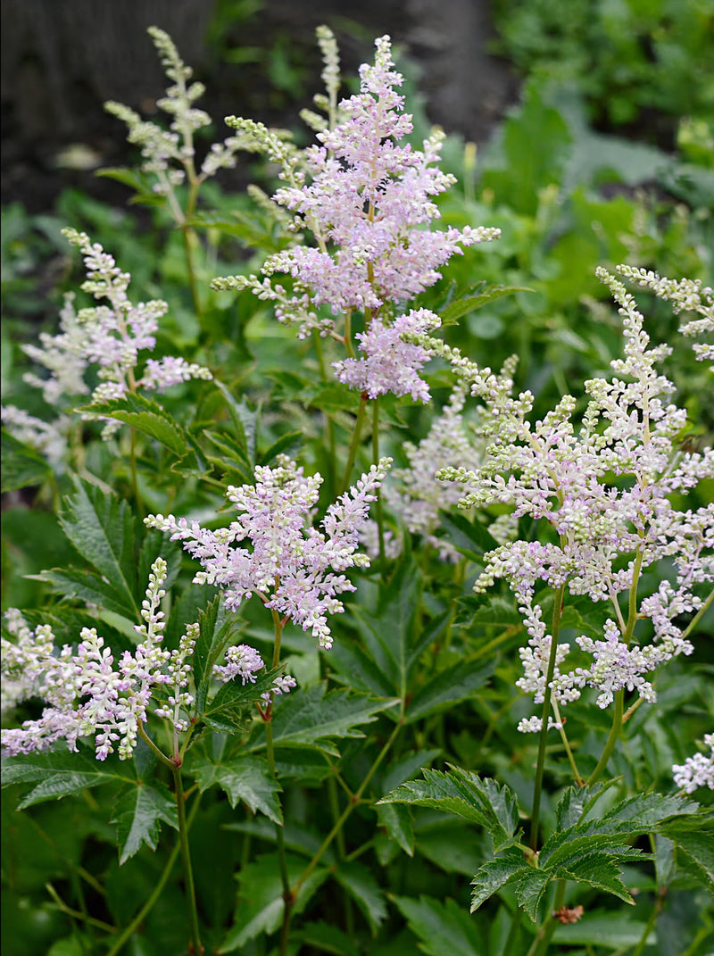 Goats Beard - 5 Root Divisions