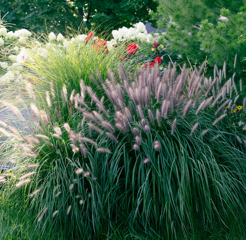 Alopecuroides Fountain Grass - 3 bareroot plants