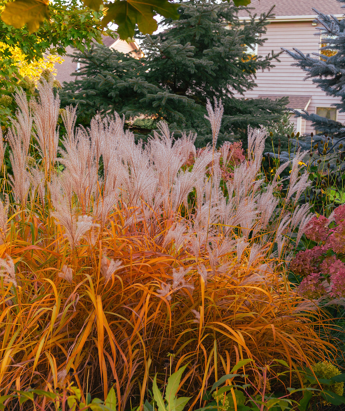 Grasses