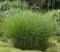 Gracillimus Maiden Grass - 3 bareroot plants