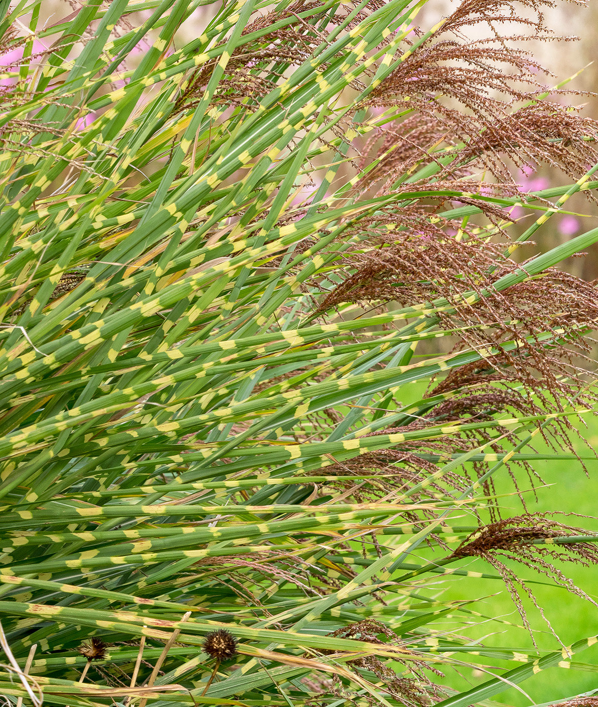 Zebra Grass - 3 bareroot plants