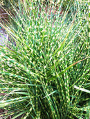 Zebra Grass - 3 bareroot plants