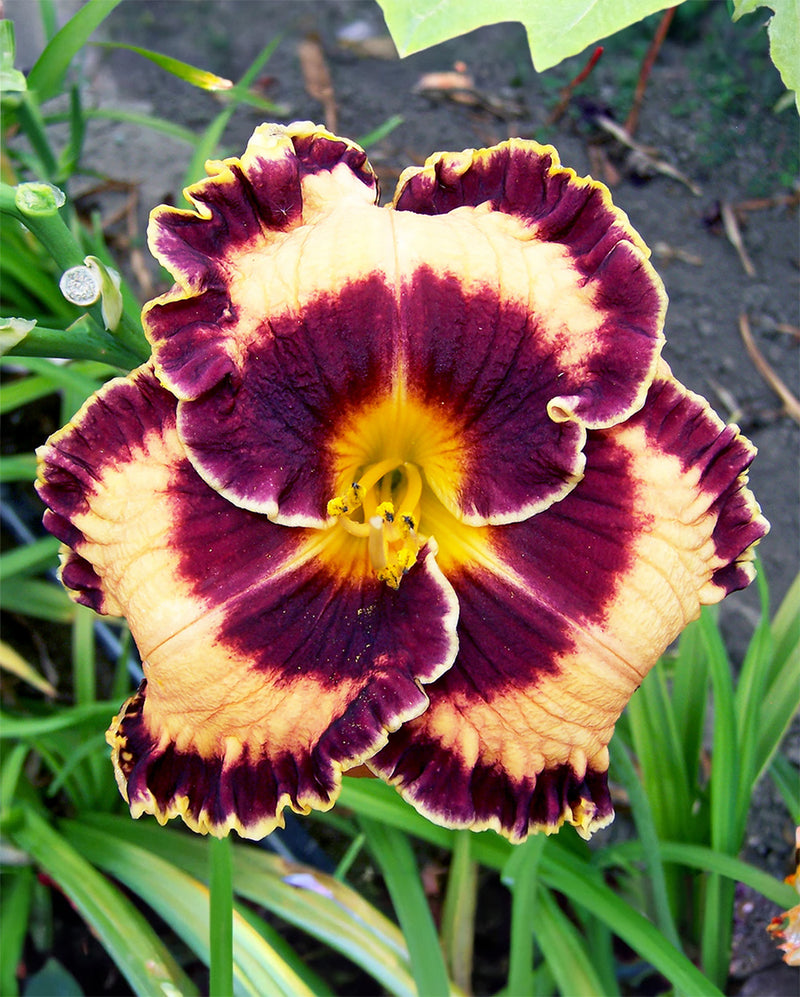 Griffin Miller Daylily - 1 Single Fan Division