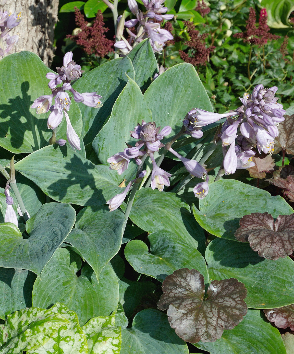 Halcyon Hosta - 3 root divisions