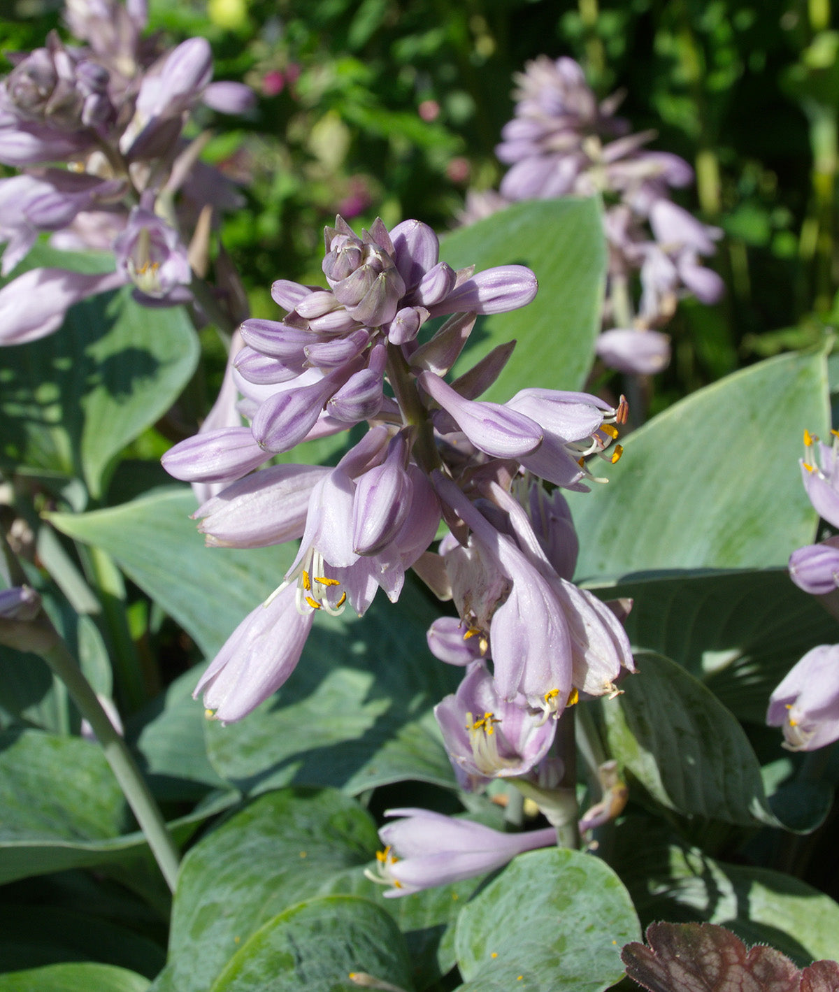 Halcyon Hosta - 3 root divisions