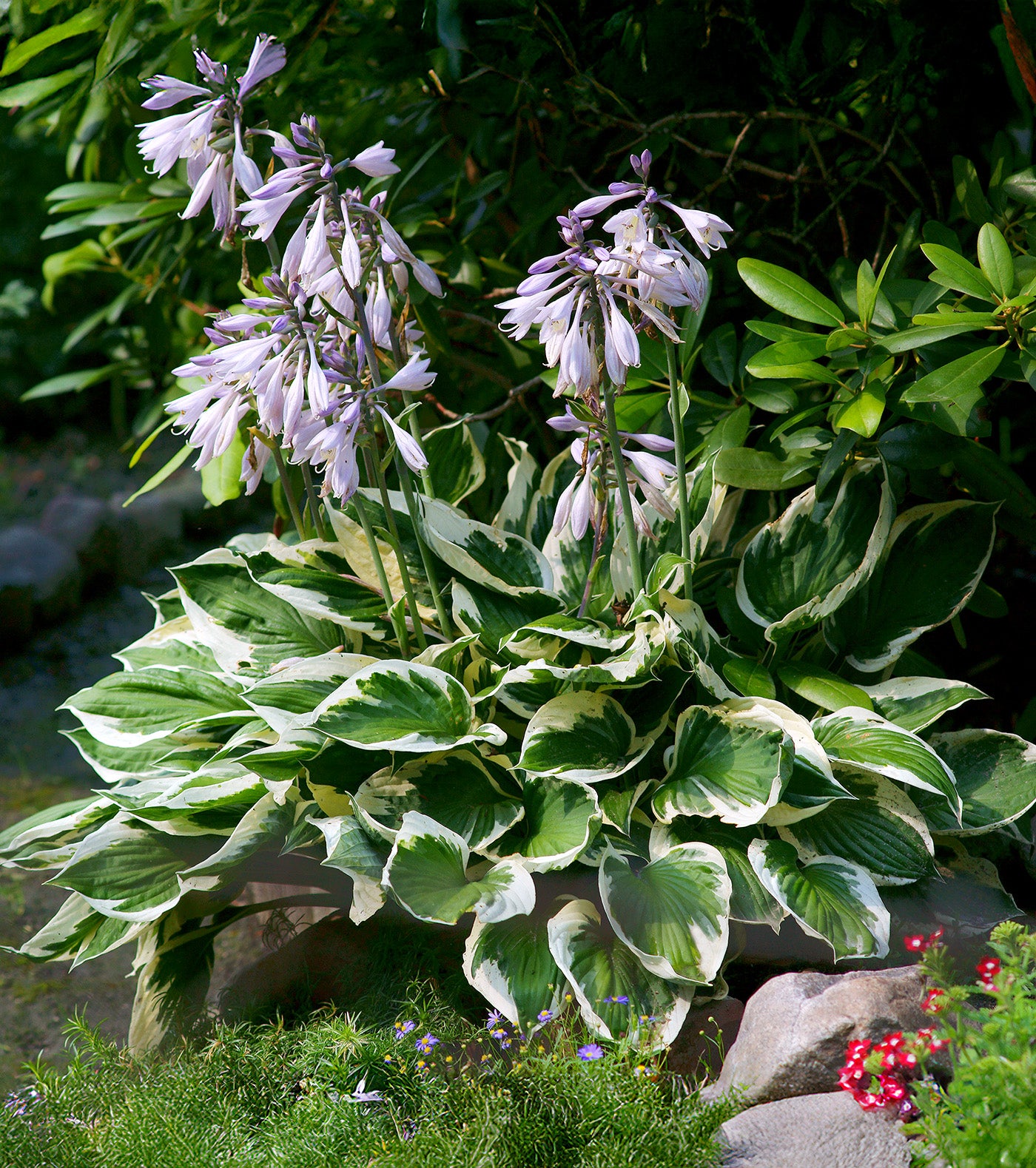 Patriot Hosta - 1 Premium Size Root Division