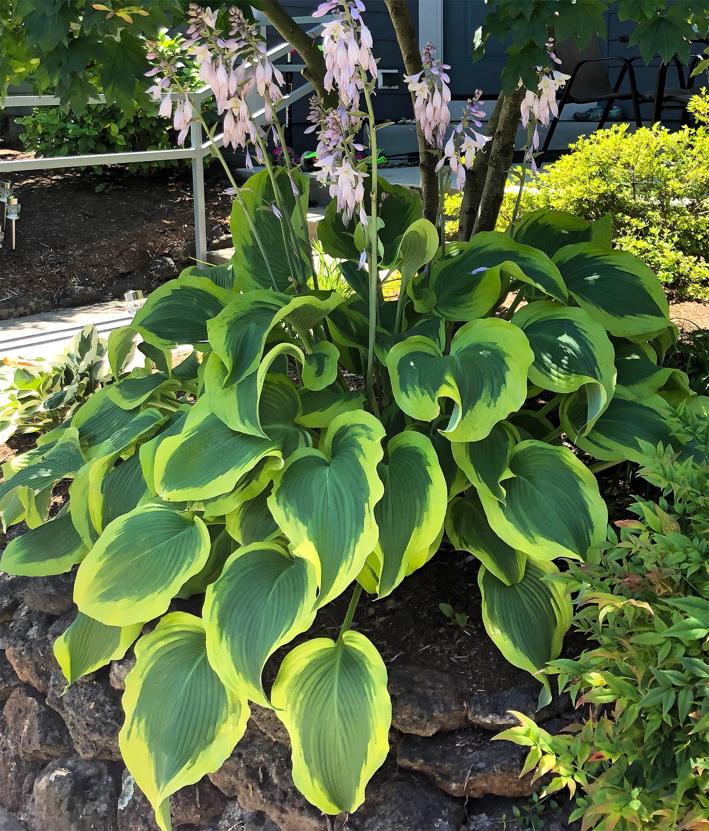 Wide Brim Hosta - 3 root divisions