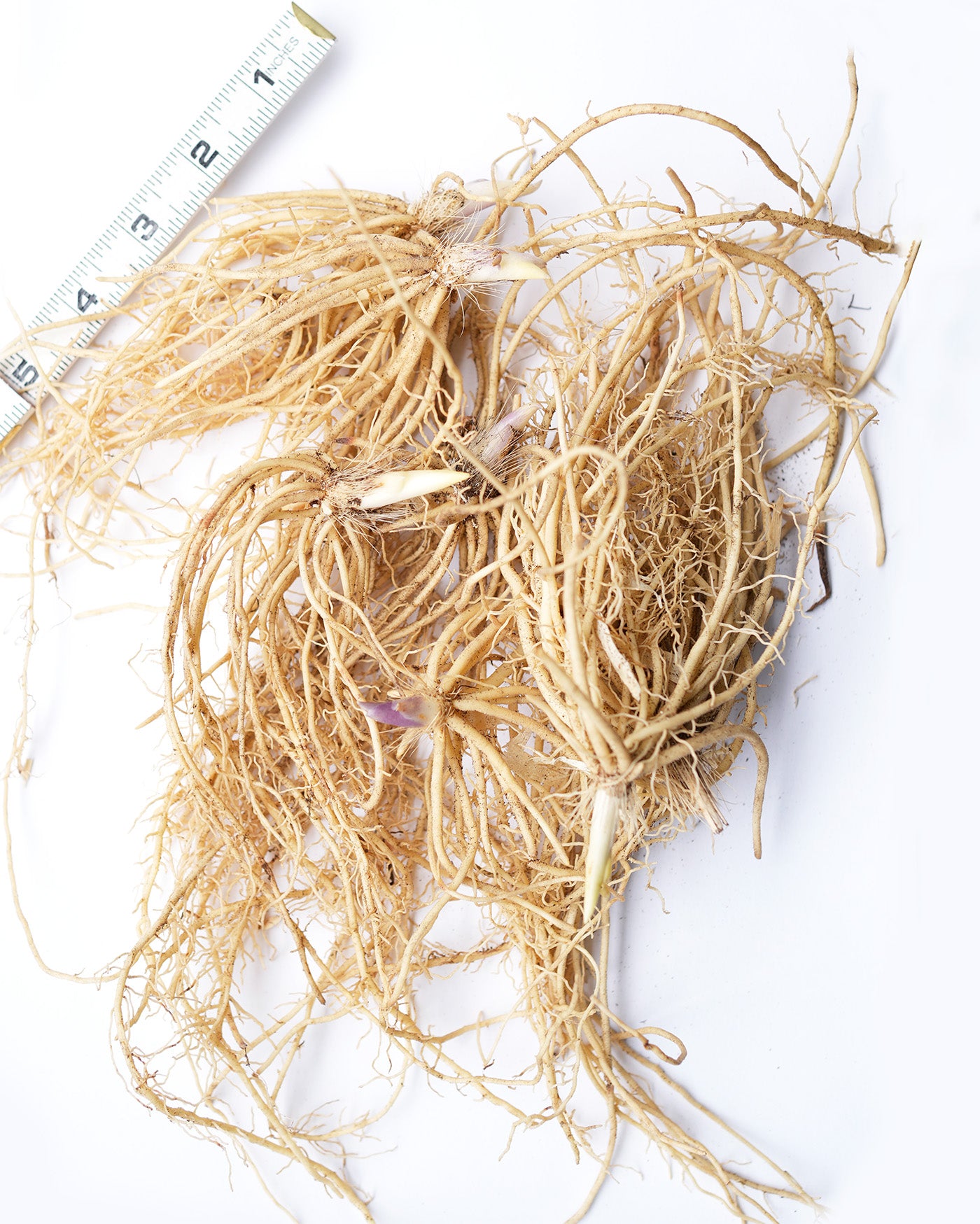 Mixed Hostas - 9 root divisions