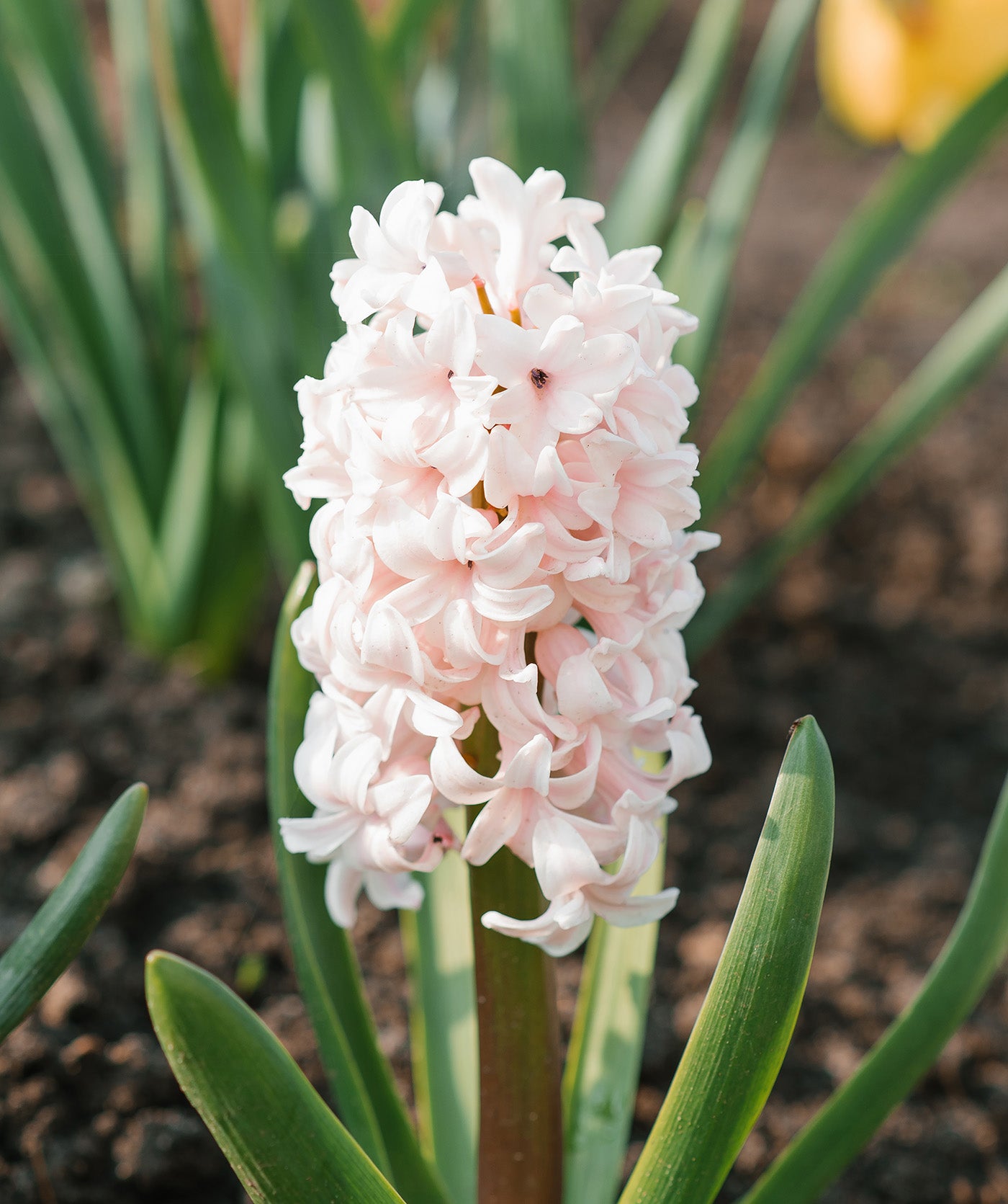 Apricot Passion Hyacinth - 10 bulbs